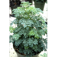  Рута Barry 250 шт, Hem Genetics