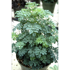  Рута Barry 10 шт, Hem Genetics