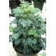 Рута Barry 250 шт, Hem Genetics