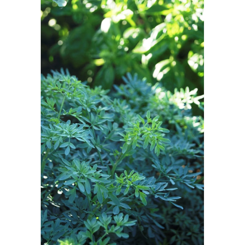 Рута Barry 250 шт, Hem Genetics