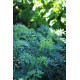 Рута Barry 250 шт, Hem Genetics