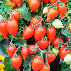 Томат декоративний Funnyplums (20см)  Red 5 шт, Hem Genetics