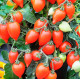 Томат декоративний Funnyplums (20см)  Red 5 шт, Hem Genetics