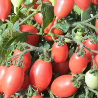 Томат декоративний Funnyplums (20см)  Rosy Pink 250 шт, Hem Genetics