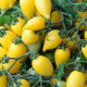 Томат декоративний Funnyplums (20см) Creamy Yellow 50 шт, Hem Genetics