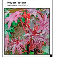 Рицина Гібсона 3 шт, Садиба