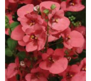 Діасція - Diascia