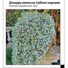 Дихондра  SILVER FALLS, Dichondra