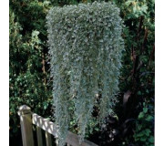 Діхондра - Dichondra
