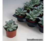Ехеверія - Echeveria peacockii (desmetiana)