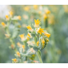 Ехеверія Urban Yellow, 10 шт, Benary