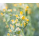 Ехеверія Urban Yellow, 10 шт, Benary