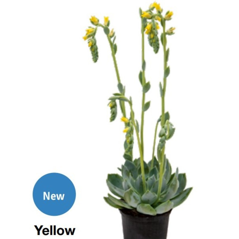 Ехеверія Urban Yellow, 10 шт, Benary