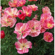 Эшшольция Frilled rose