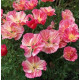 Эшшольция Frilled rose