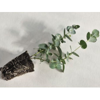 Эвкалипт Ганна Silverdrop