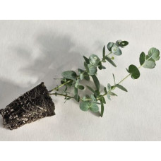 Эвкалипт Ганна Silverdrop