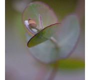 Евкаліпт Ганна - Eucalyptus gunnii