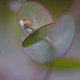 Эвкалипт Ганна Silverdrop