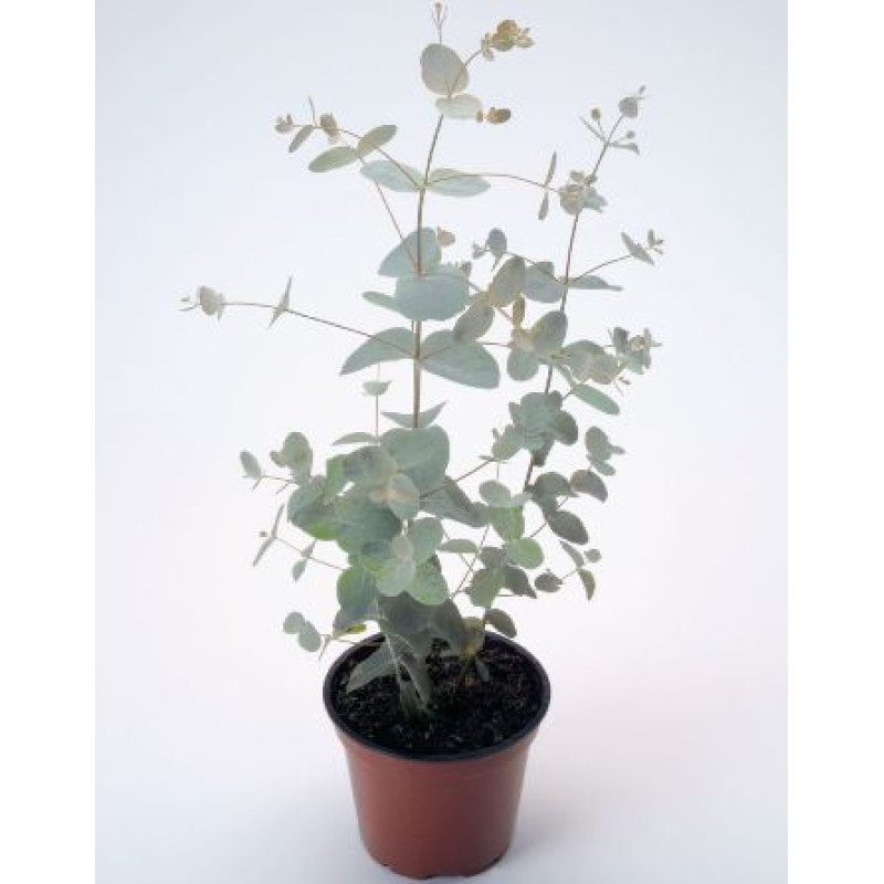 Эвкалипт Ганна Silverdrop