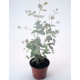 Эвкалипт Ганна Silverdrop