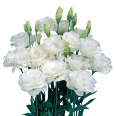 Еустома (Лізіантус) Mariachi®: Pure White, 10  шт, Sakata