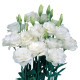 Еустома (Лізіантус) Mariachi®: Pure White, 250 шт, Sakata