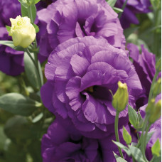 Еустома (Лізіантус) Mariachi®: Blue, 250 шт, Sakata