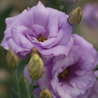 Еустома (Лізіантус) Mariachi®: Lavender, 10 шт, Sakata