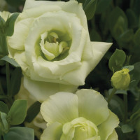 Еустома (Лізіантус) Mariachi®: Lime Green, 10 шт, Sakata