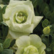 Еустома (Лізіантус) Mariachi®: Lime Green, 50 шт, Sakata