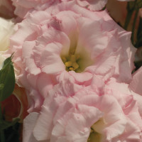 Еустома (Лізіантус) Mariachi® Misty Pink, 10 шт, Sakata