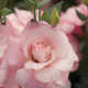 Еустома (Лізіантус) Mariachi®: Pink, 250 шт, Sakata