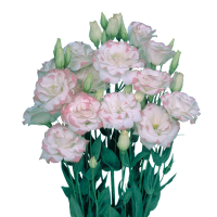 Еустома (Лізіантус) Mariachi®: Pink Picotee, 10 шт, Sakata