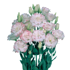 Еустома (Лізіантус) Mariachi®: Pink Picotee, 10 шт, Sakata