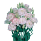 Еустома (Лізіантус) Mariachi®: Pink Picotee, 1000 шт, Sakata