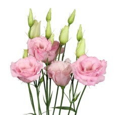 Еустома (Лізіантус) Mariachi®: Light Pink 10 шт, Sakata