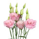 Еустома (Лізіантус) Mariachi®: Light Pink 250 шт, Sakata