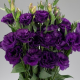 Эустома (Лизиантус) Advantage F1 Purple