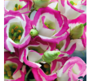Серія "Piccolo" (Sakata)