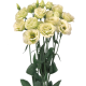 Эустома (Лизиантус) Rosita® 3: Green