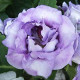Еустома (Лізіантус) Rosie Lilac, 250 шт, Takii