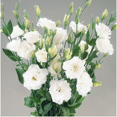 Еустома (Лізіантус) Super Magic Pure White, 10 шт, Takii