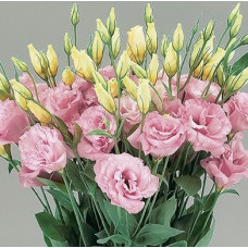 Эустома (Лизиантус) Super Magic Rose