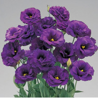 Еустома (Лізіантус) Super Magic Deep Blue, 10 шт, Takii