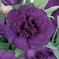 Эустома (Лизиантус) ABC 3 PURPLE