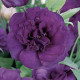 Эустома (Лизиантус) ABC 3 PURPLE