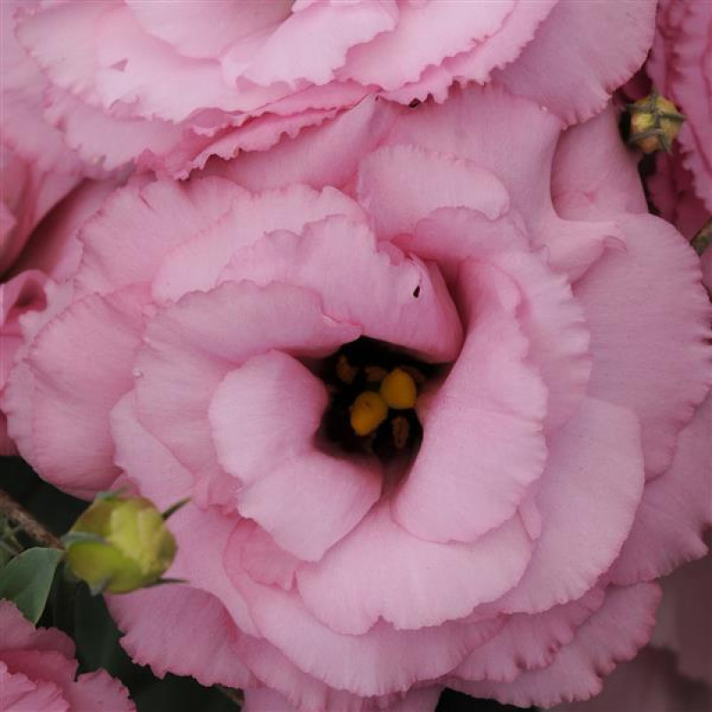 Эустома (Лизиантус) ABC 1 DEEP ROSE