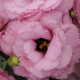 Эустома (Лизиантус) ABC 1 DEEP ROSE