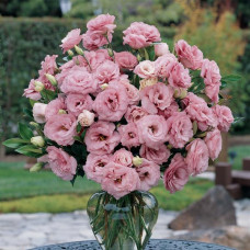 Эустома (Лизиантус) ABC 1 DEEP ROSE